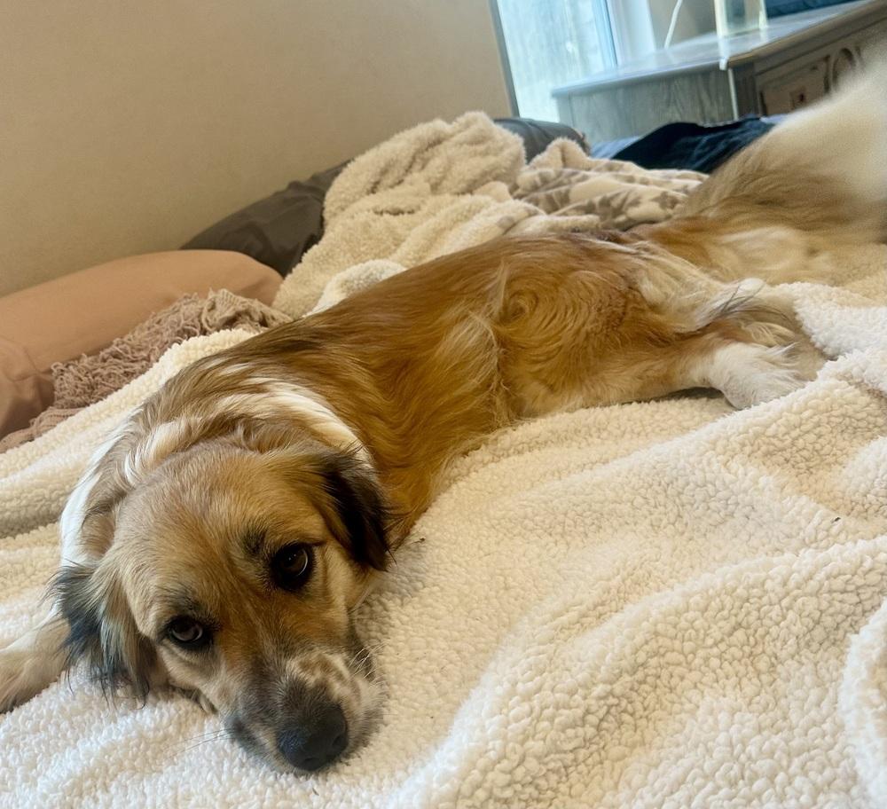 Paloma, Adoptable, Young Female Basset Hound & Australian Shepherd.