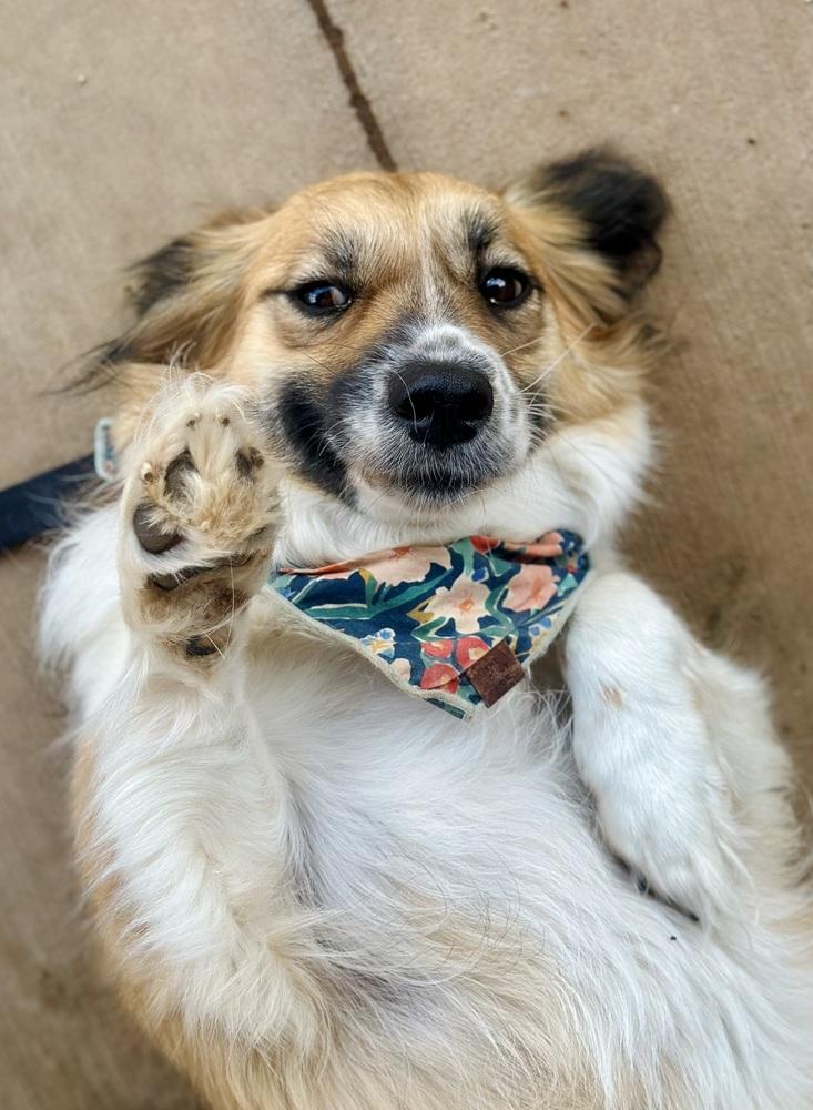 Enlarge Paloma, a Adoptable mixed breed in TULSA, OK image 2/4