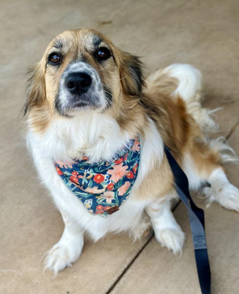 Enlarge Paloma, a Adoptable mixed breed in TULSA, OK image 3/4