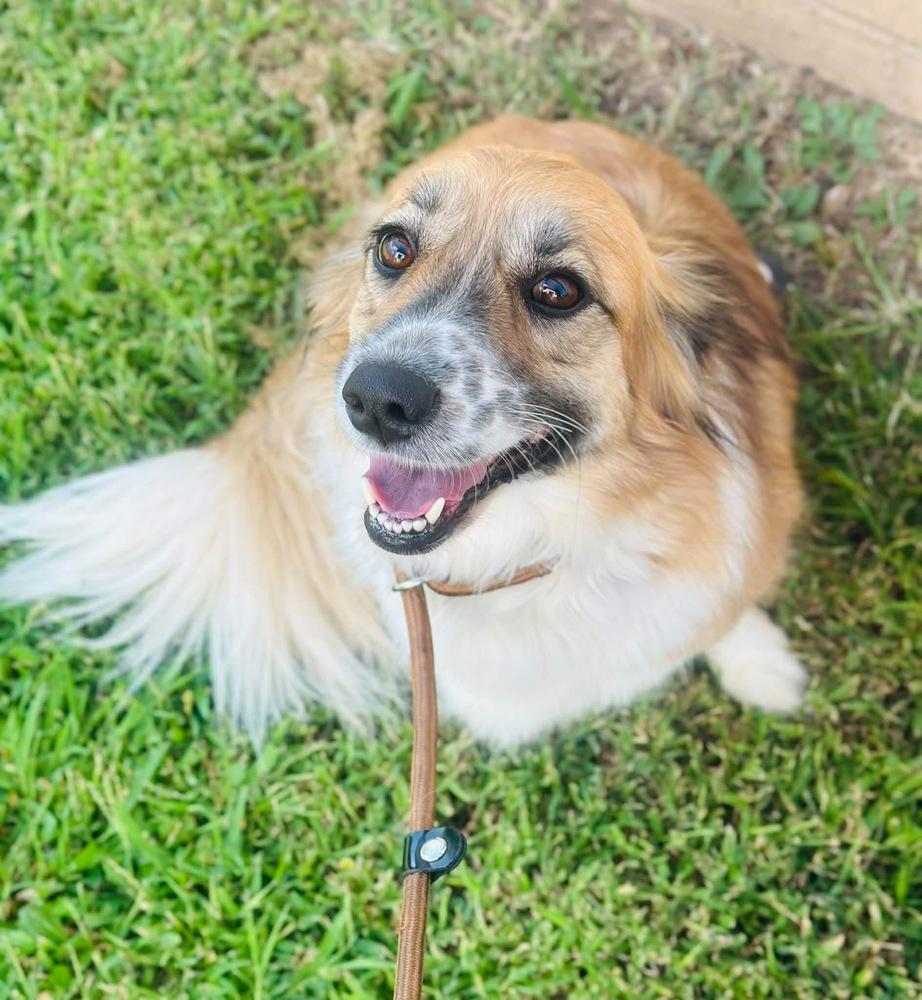 Enlarge Paloma, a Adoptable mixed breed in TULSA, OK image 4/4