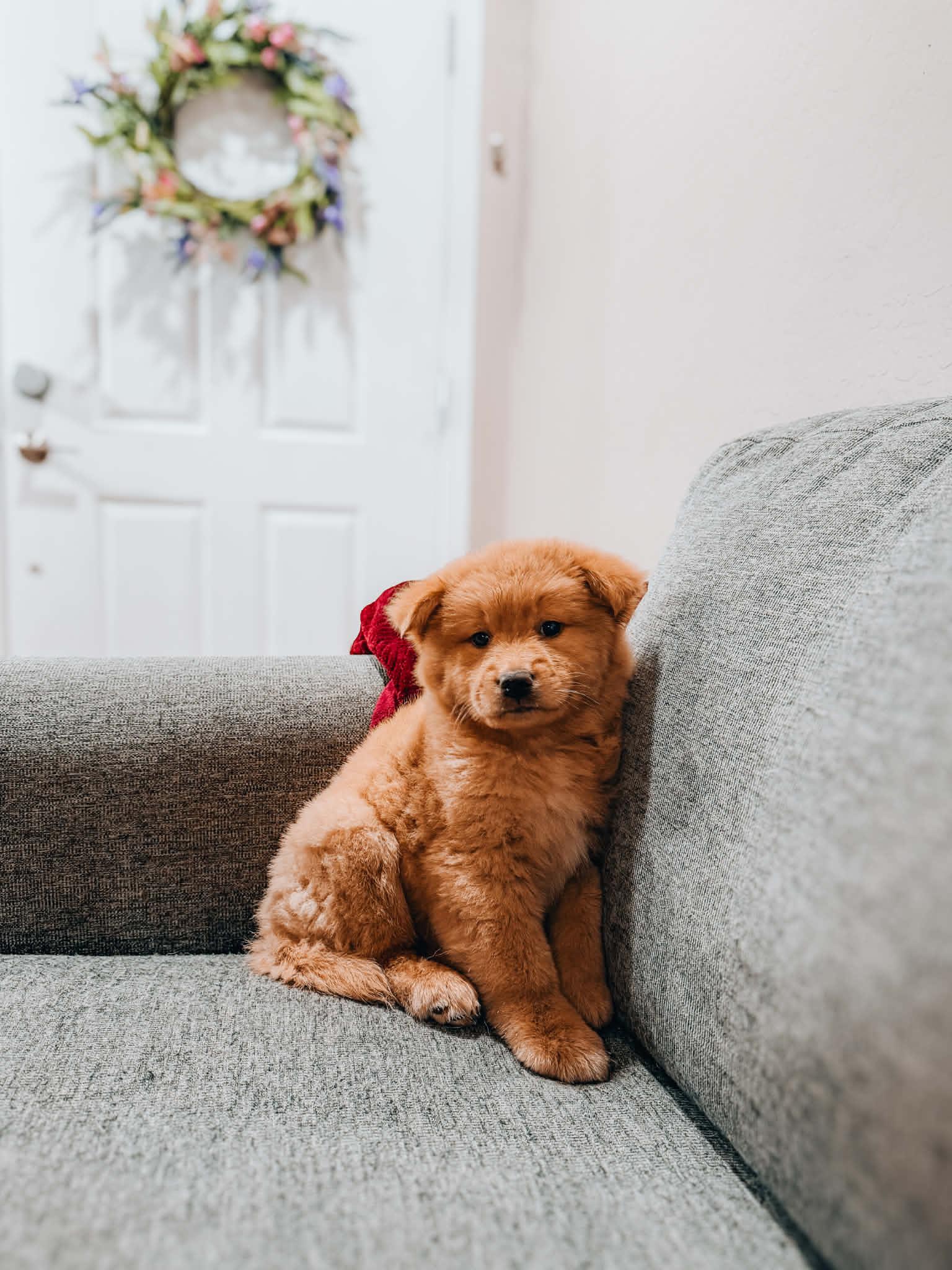 Koda, ADOPTABLE, Puppy Male Chow Chow.