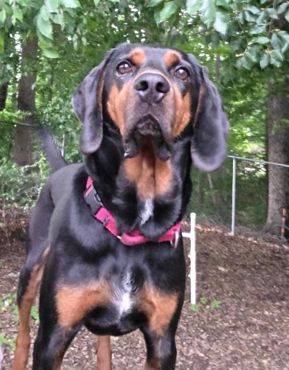 Boone, an adoptable Coonhound in Prince Frederick, MD, 20678 | Photo Image 2