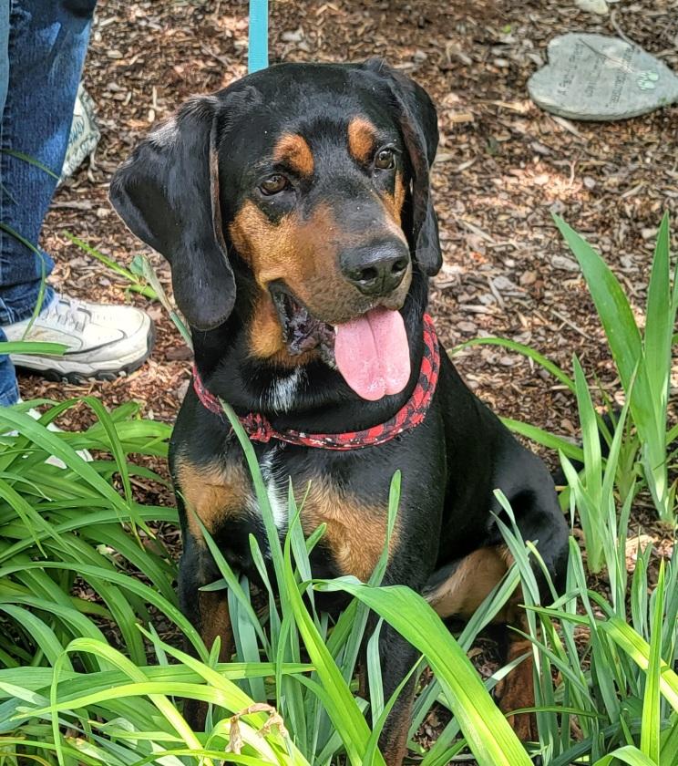 Boone, an adoptable Coonhound in Prince Frederick, MD, 20678 | Photo Image 3