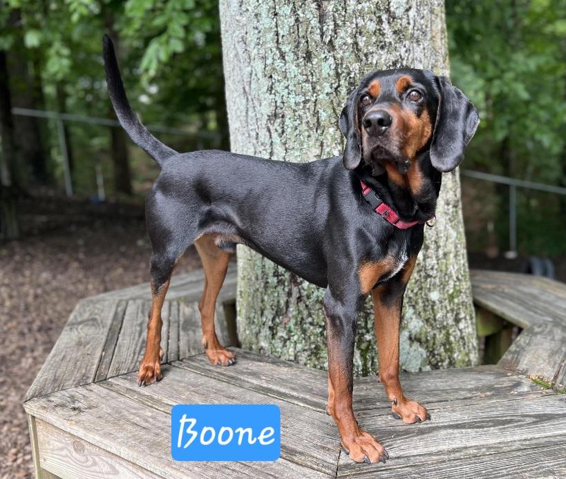 Boone, an adoptable Coonhound in Prince Frederick, MD, 20678 | Photo Image 1