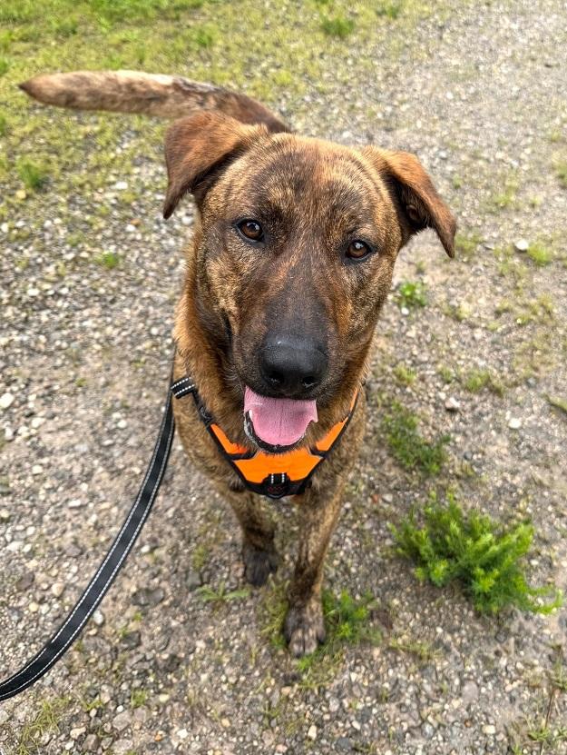 Enlarge COOPER, a ADOPTABLE Mixed Breed in Pegram, TN image 2/5