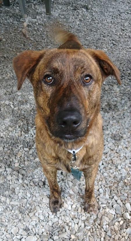 Enlarge COOPER, a ADOPTABLE Mixed Breed in Pegram, TN image 5/5