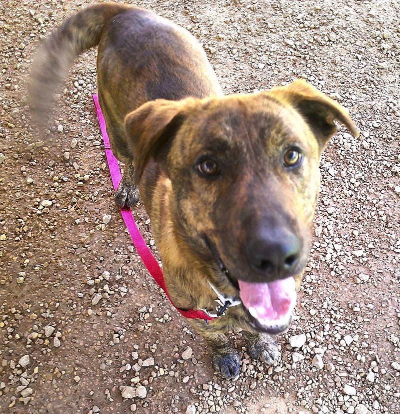 Enlarge COOPER, a ADOPTABLE Mixed Breed in Pegram, TN image 4/5