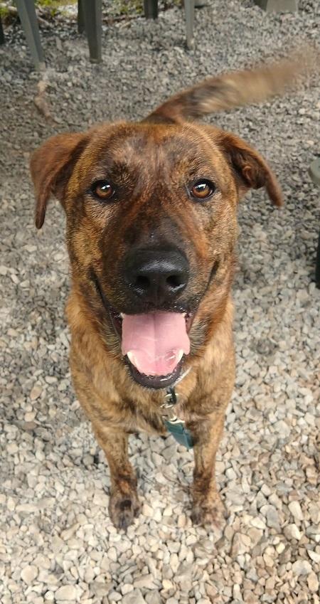 Enlarge COOPER, a ADOPTABLE Mixed Breed in Pegram, TN image 3/5