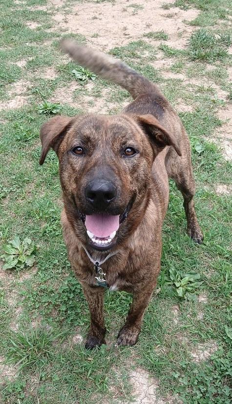 Enlarge COOPER, a ADOPTABLE Mixed Breed in Pegram, TN image 1/5
