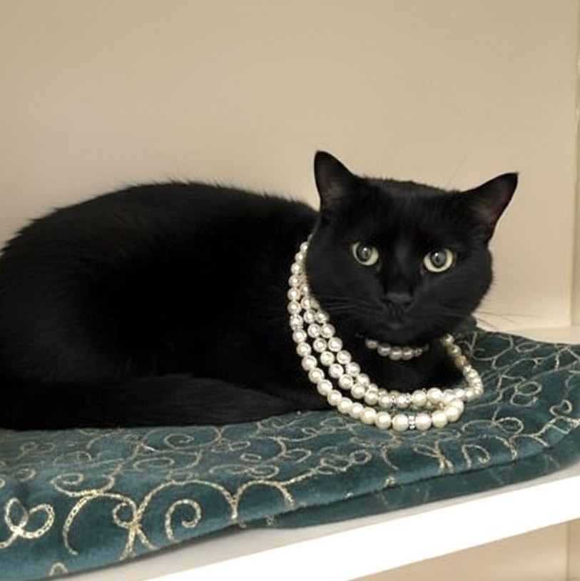 Enlarge Obsidian, a Adoptable Domestic Short Hair in Elyria, OH image 1/1