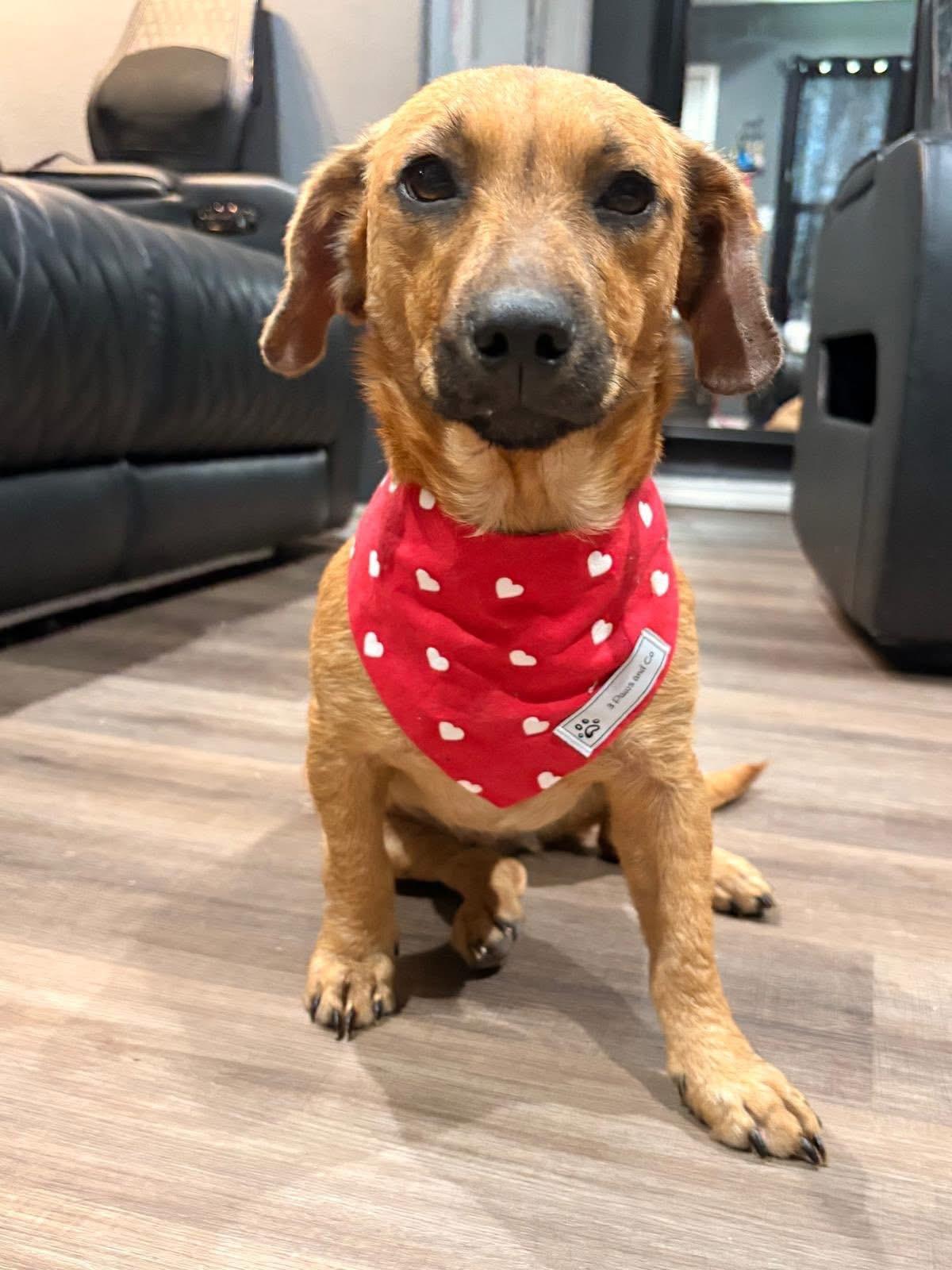 Enlarge Cinnamon, an adopted mixed breed in Keller, TX image 5/5