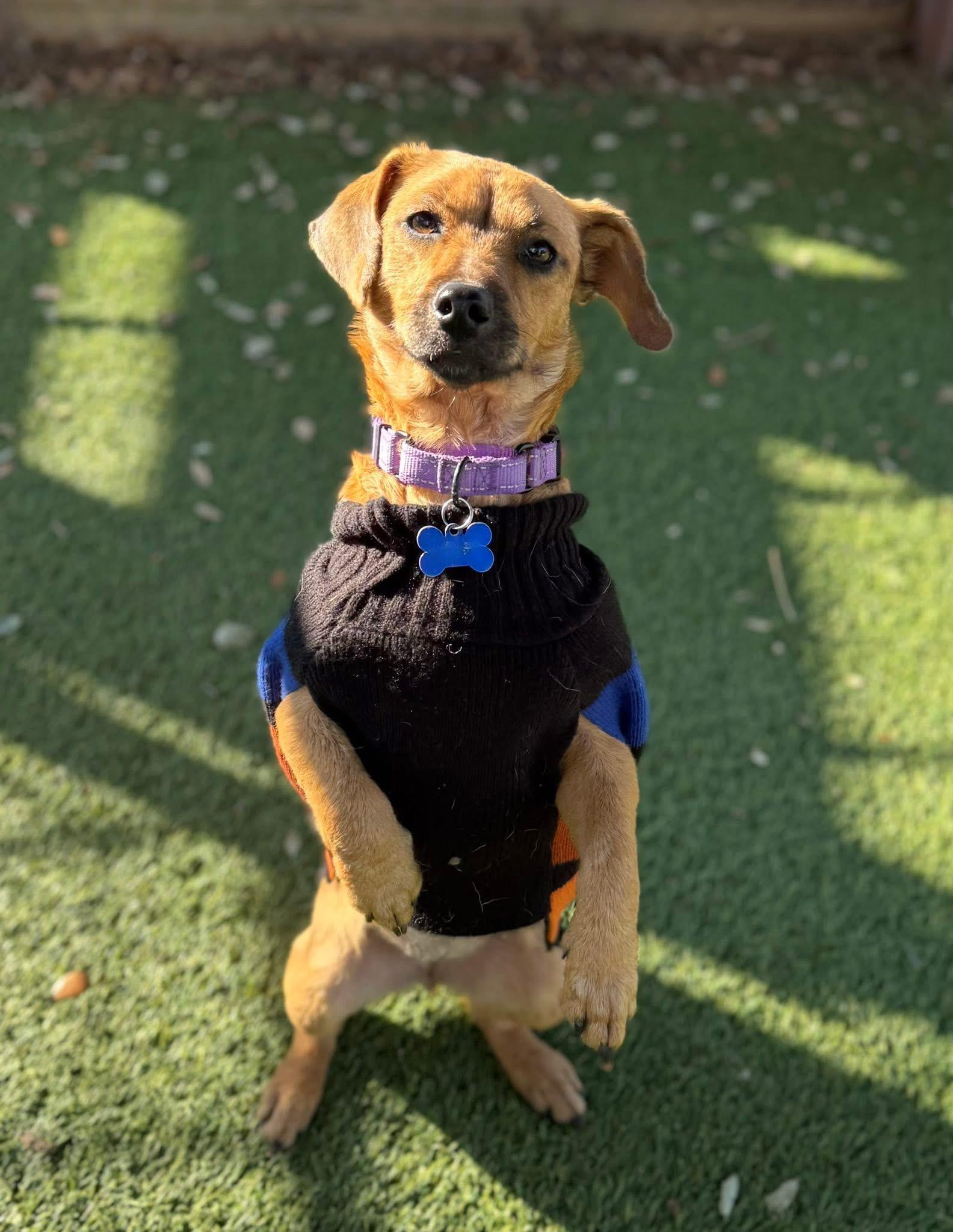 Enlarge Cinnamon, an adopted mixed breed in Keller, TX image 1/5