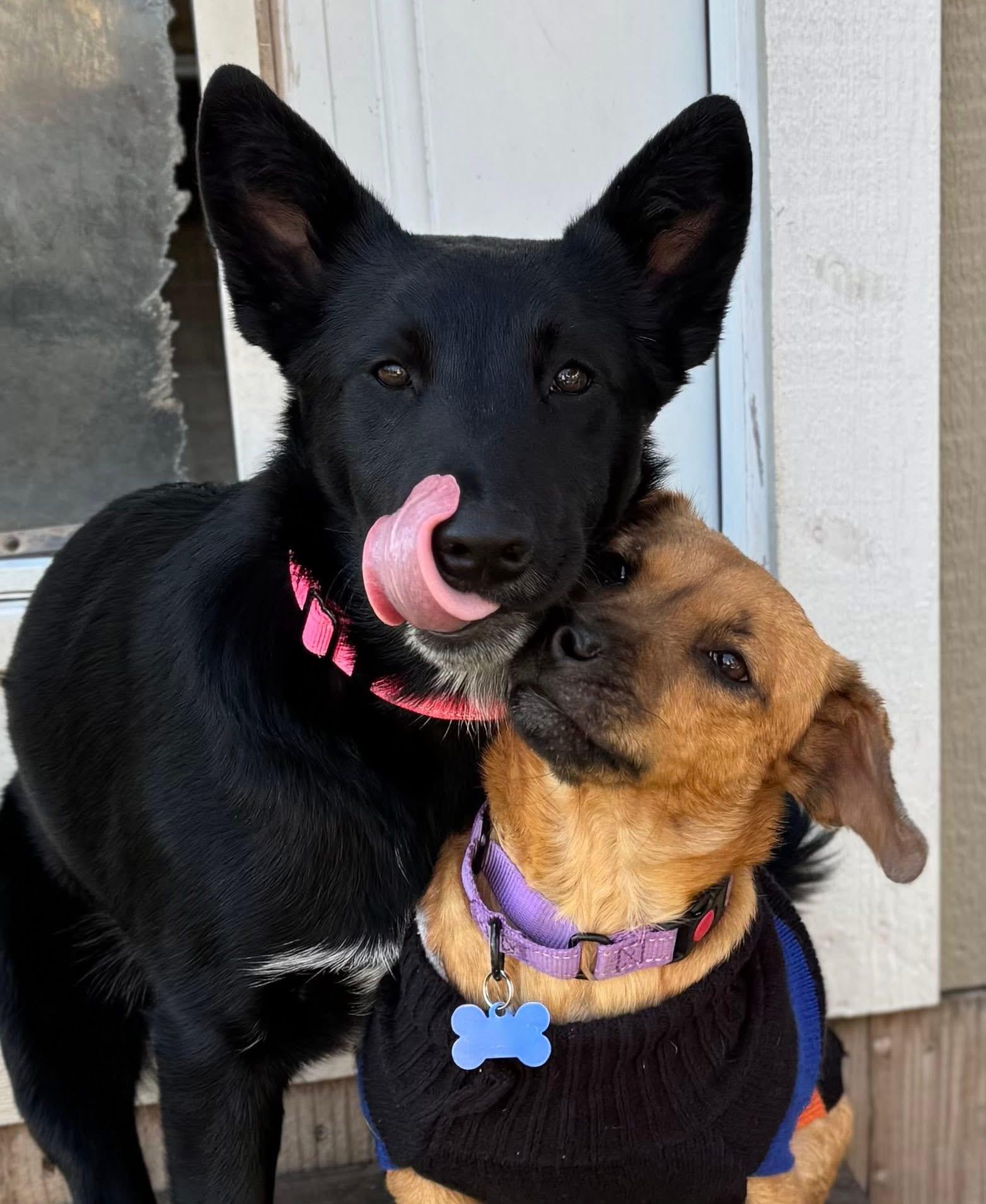Enlarge Cinnamon, an adopted mixed breed in Keller, TX image 3/5