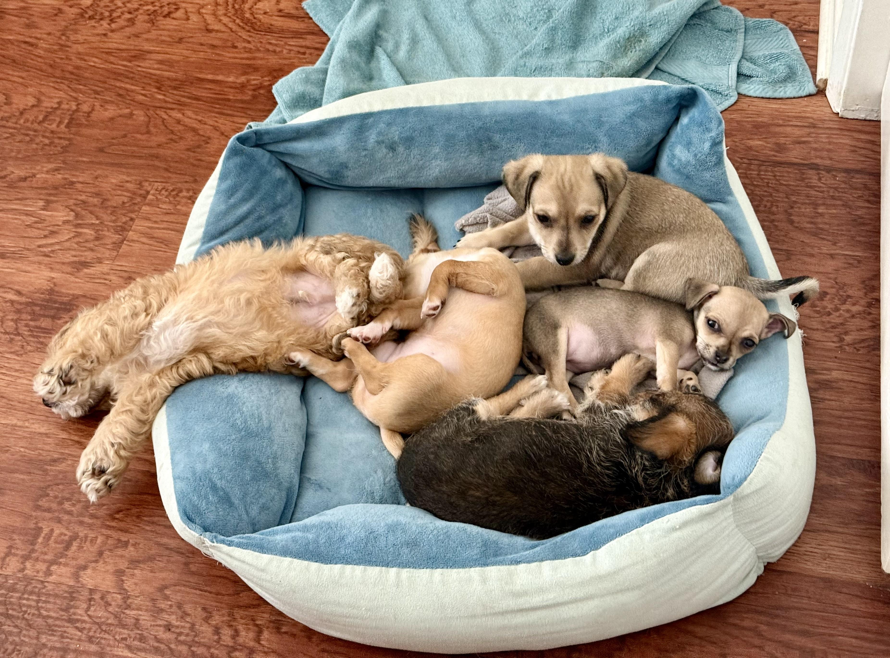 Beach Pups Boys, a ADOPTABLE mixed breed in Huntington Beach, CA image 3/6