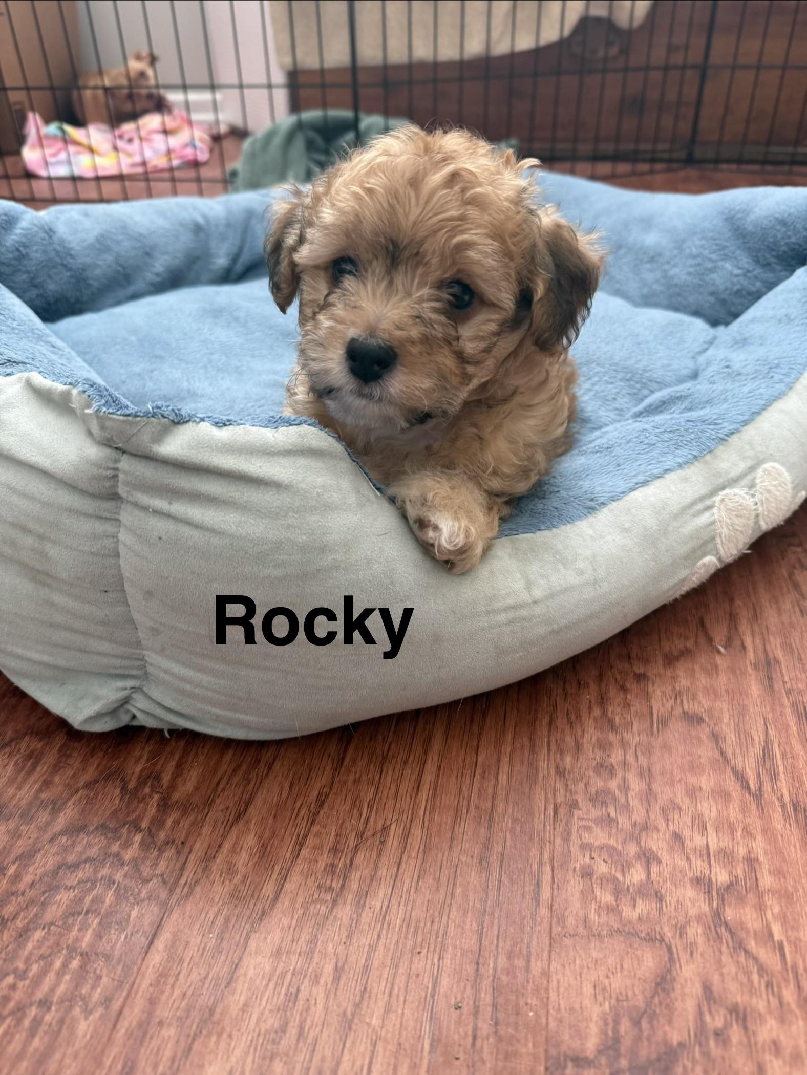 Beach Pups Boys, a ADOPTABLE mixed breed in Huntington Beach, CA image 5/6
