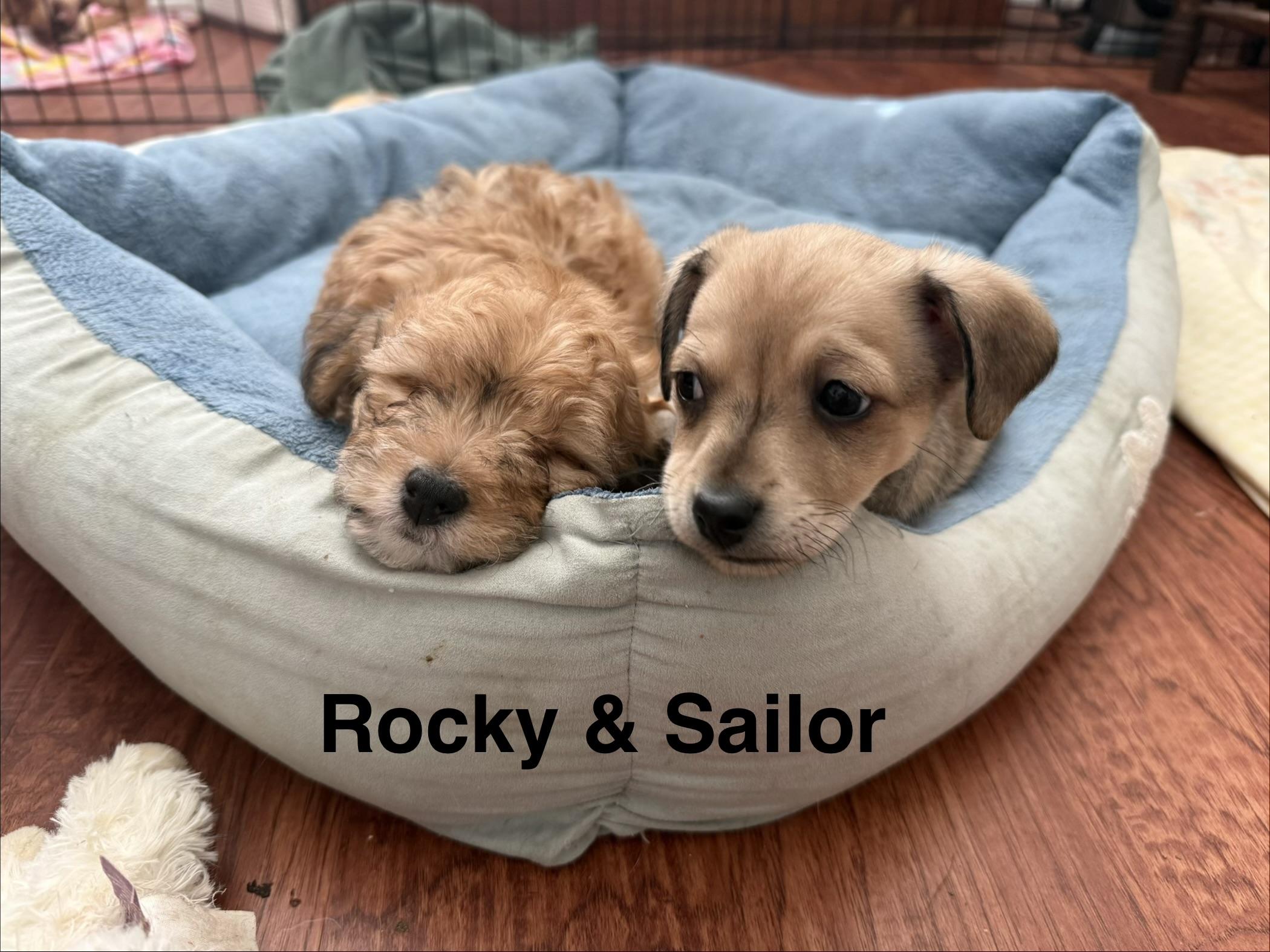 Beach Pups Boys, a ADOPTABLE mixed breed in Huntington Beach, CA image 1/6