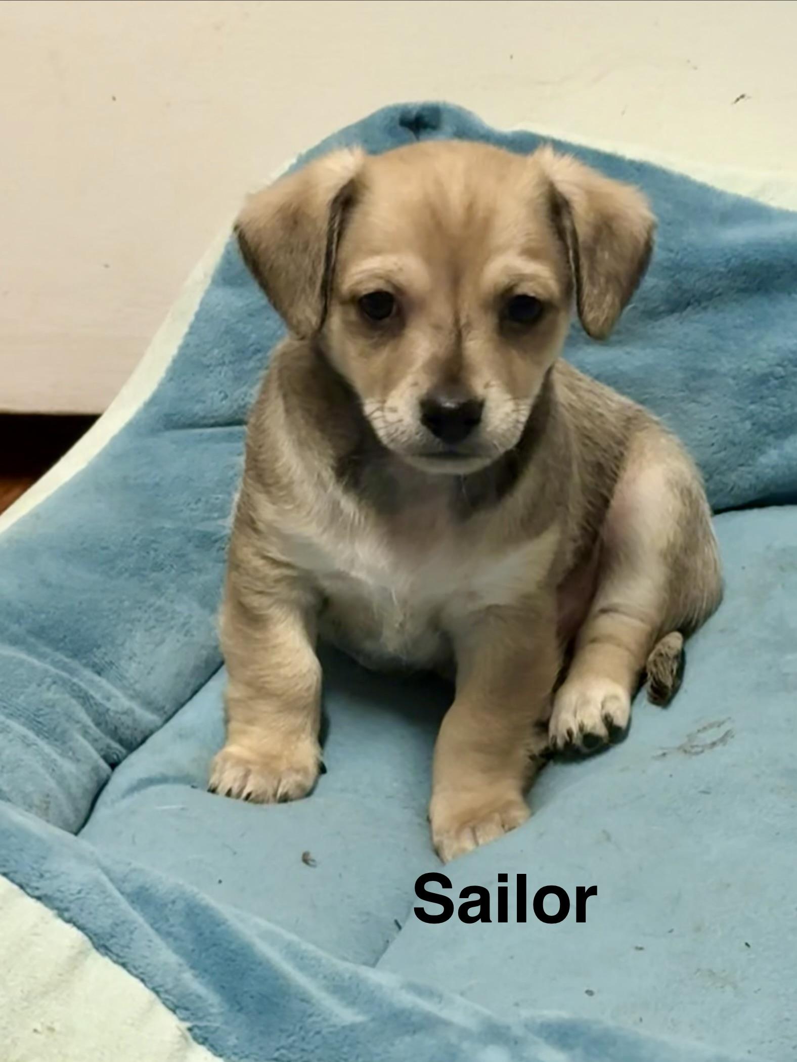 Beach Pups Boys, a ADOPTABLE mixed breed in Huntington Beach, CA image 6/6