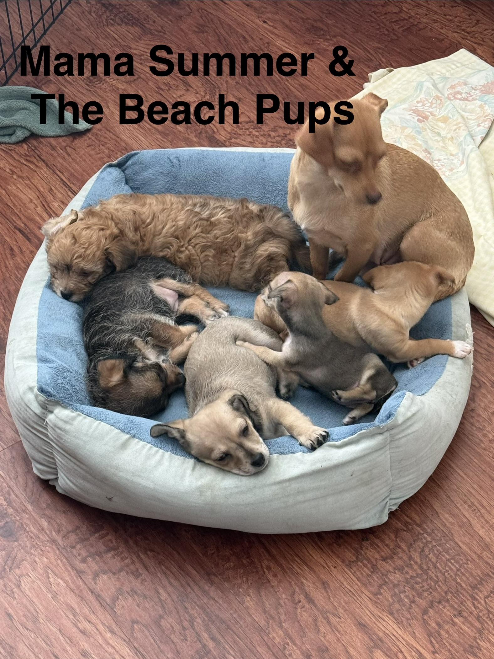 Beach Pups Boys, a ADOPTABLE mixed breed in Huntington Beach, CA image 2/6