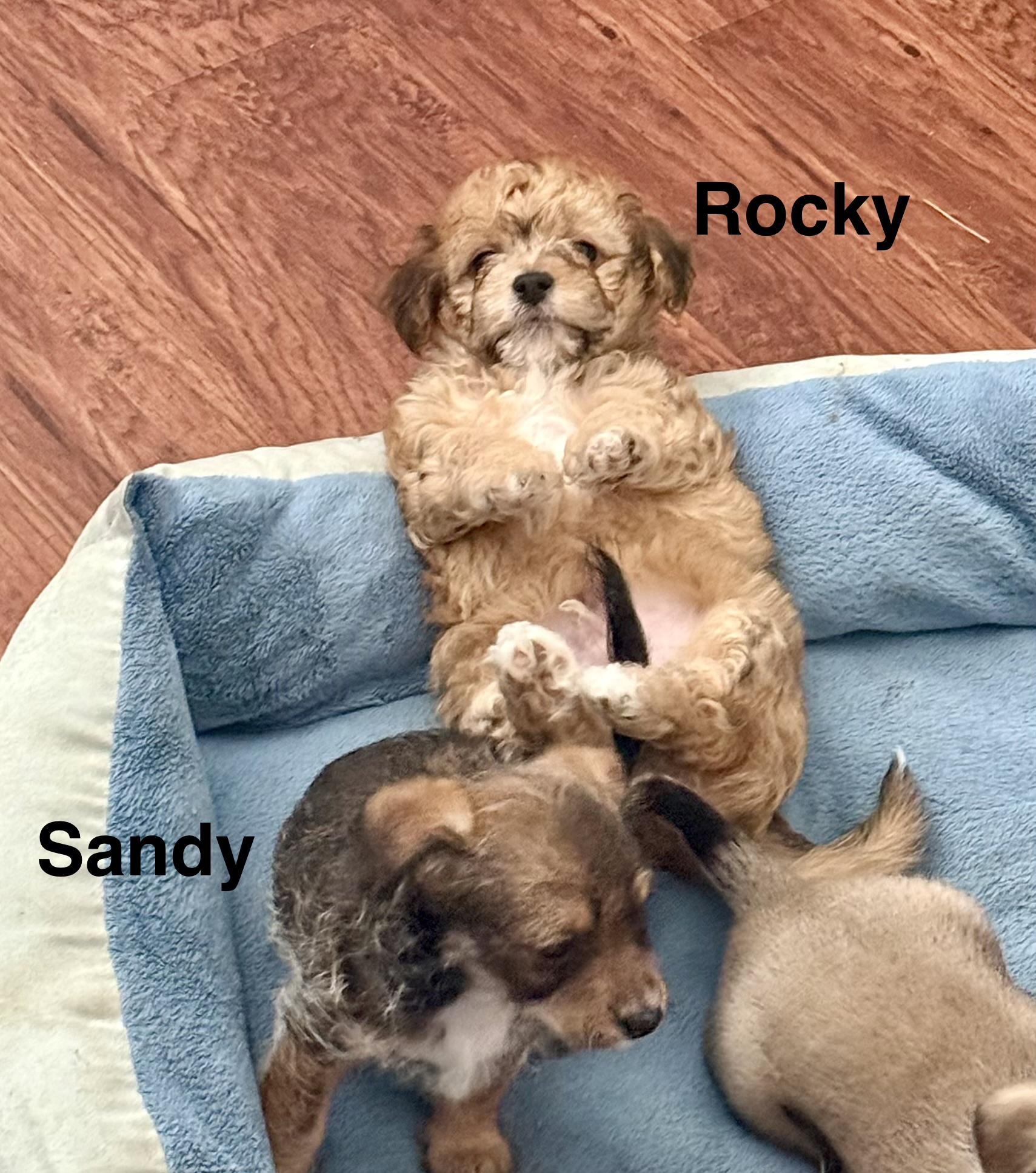 Beach Pups Boys, a ADOPTABLE mixed breed in Huntington Beach, CA image 4/6