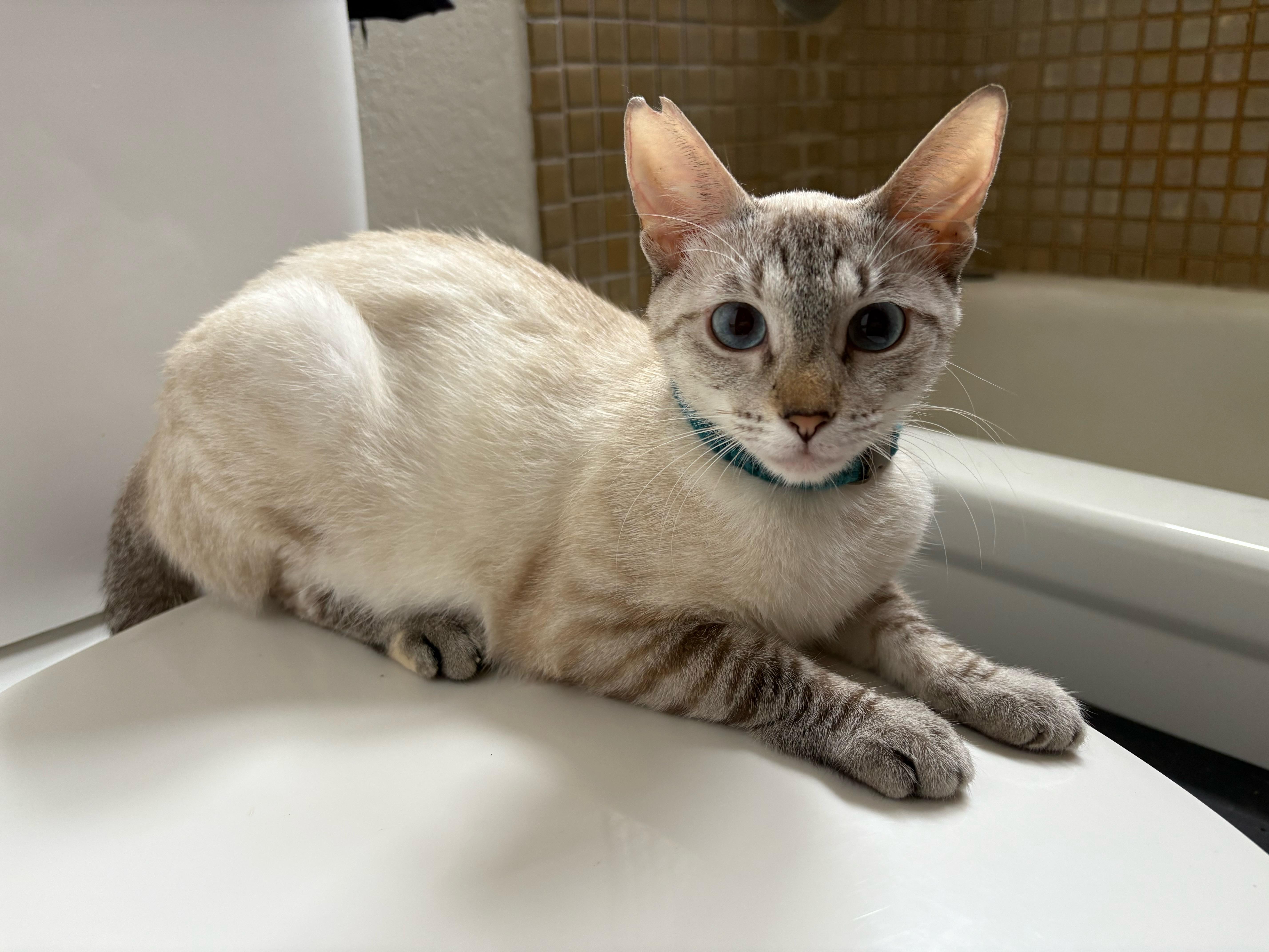 Snowball, a Adopted mixed breed in Mililani, HI image 1/5