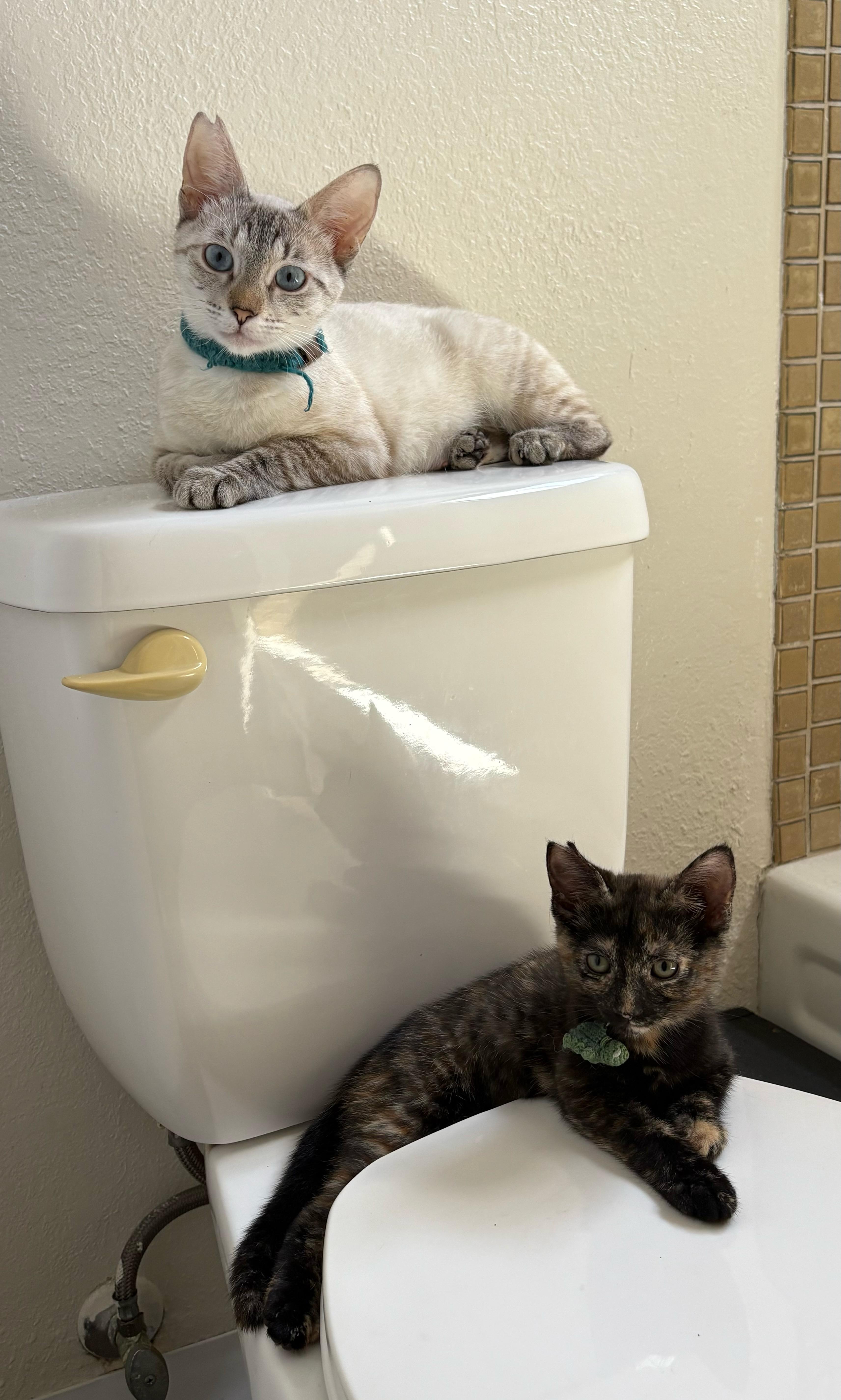 Snowball, a Adopted mixed breed in Mililani, HI image 2/5