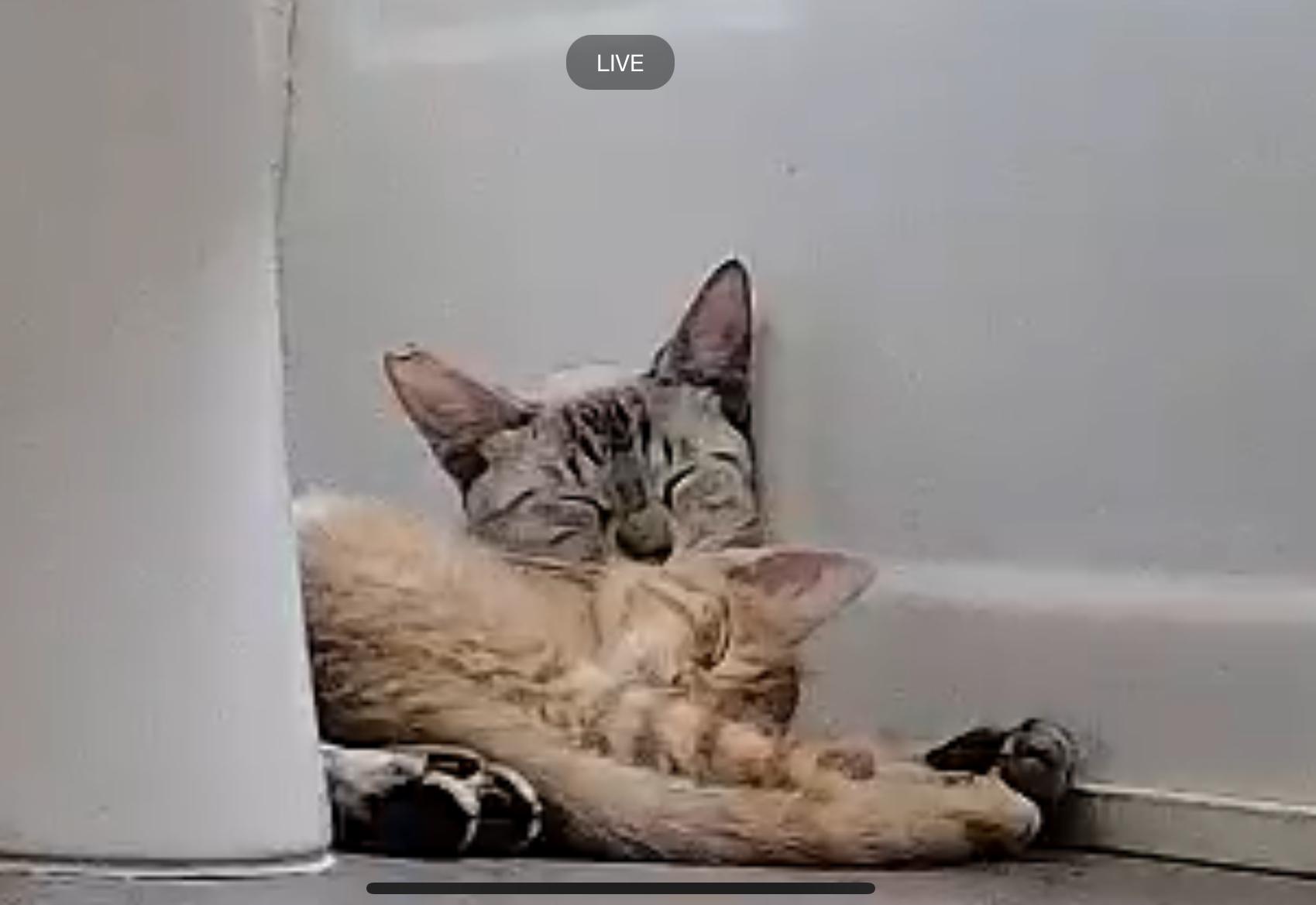 Snowball, a Adopted mixed breed in Mililani, HI image 3/5