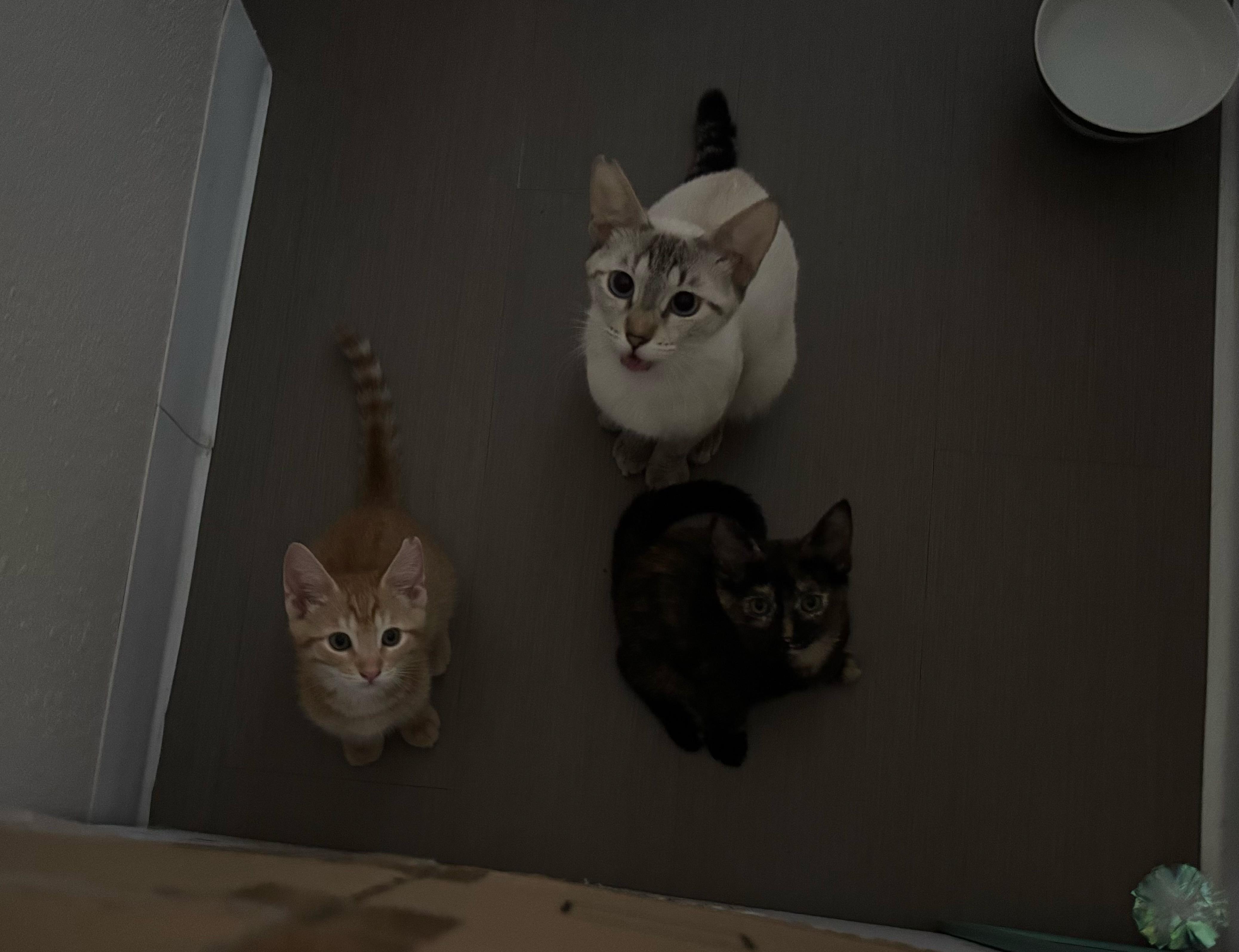 Snowball, a Adopted mixed breed in Mililani, HI image 4/5