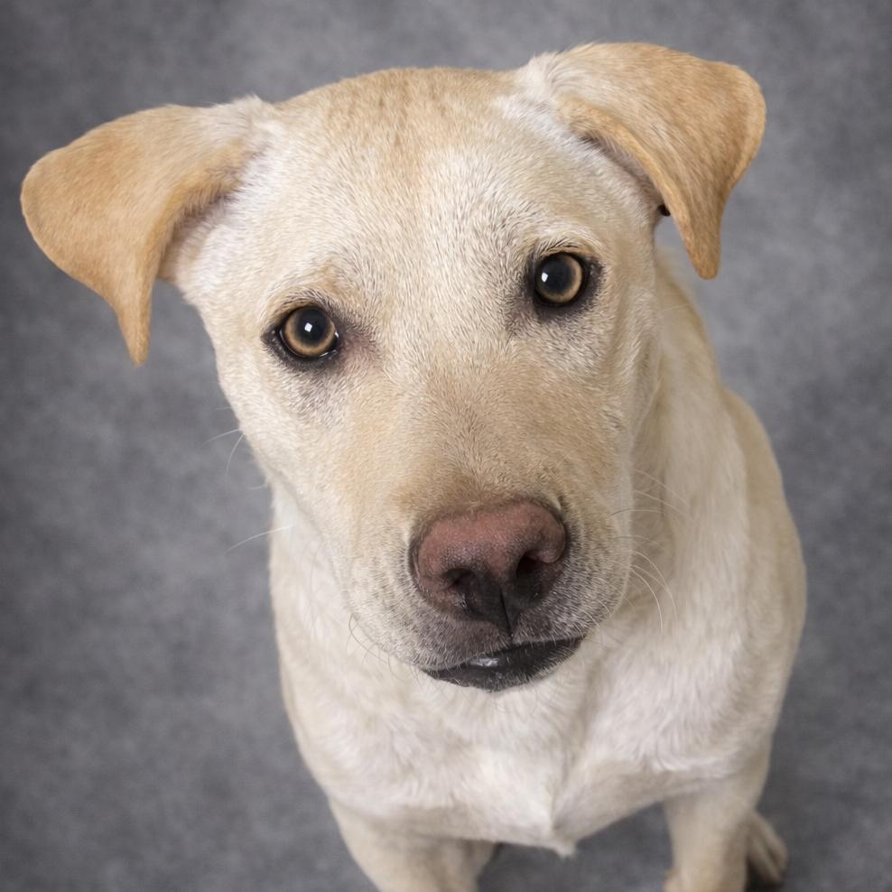 Ben, Adoptable, Young Male Labrador Retriever.