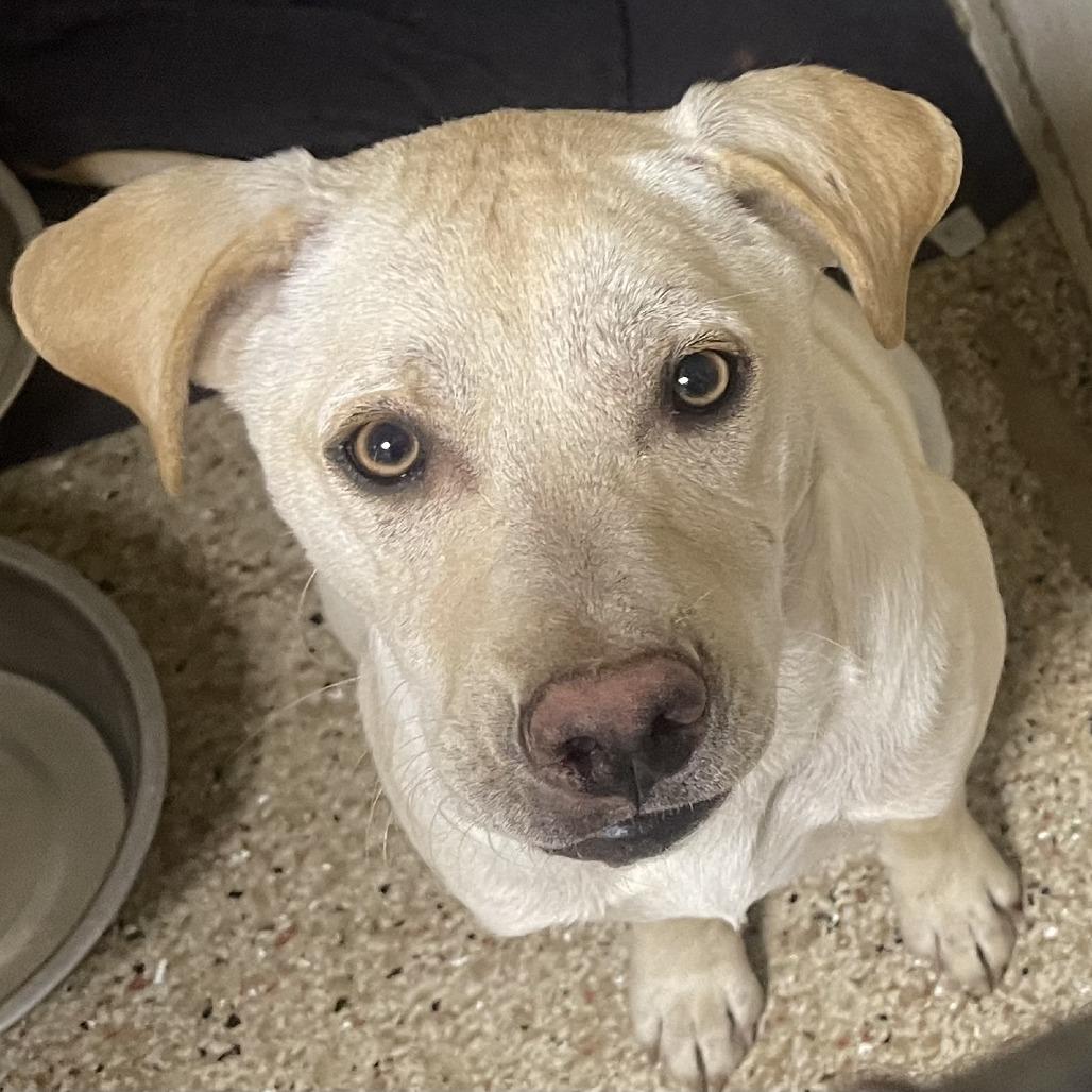Ben, Adoptable, Young Male Labrador Retriever.