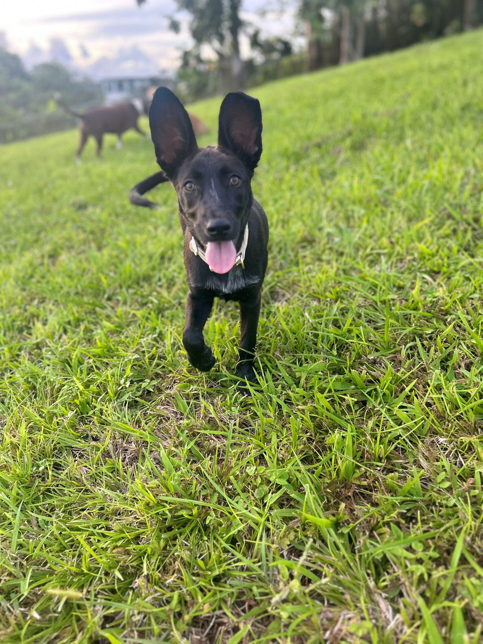Hannah, Adoptable, Young Female Shepherd.