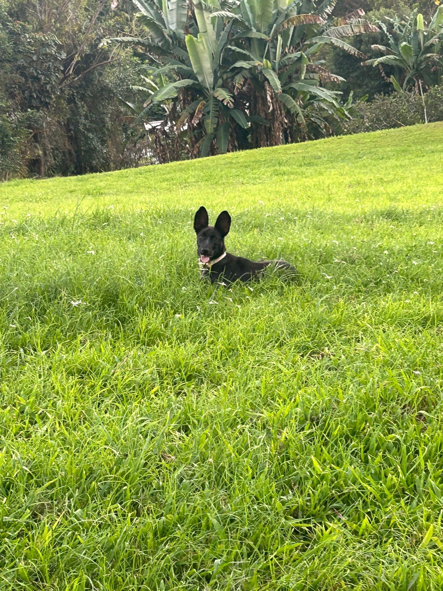 Hannah, a Adoptable mixed breed in Albion, NY image 2/4