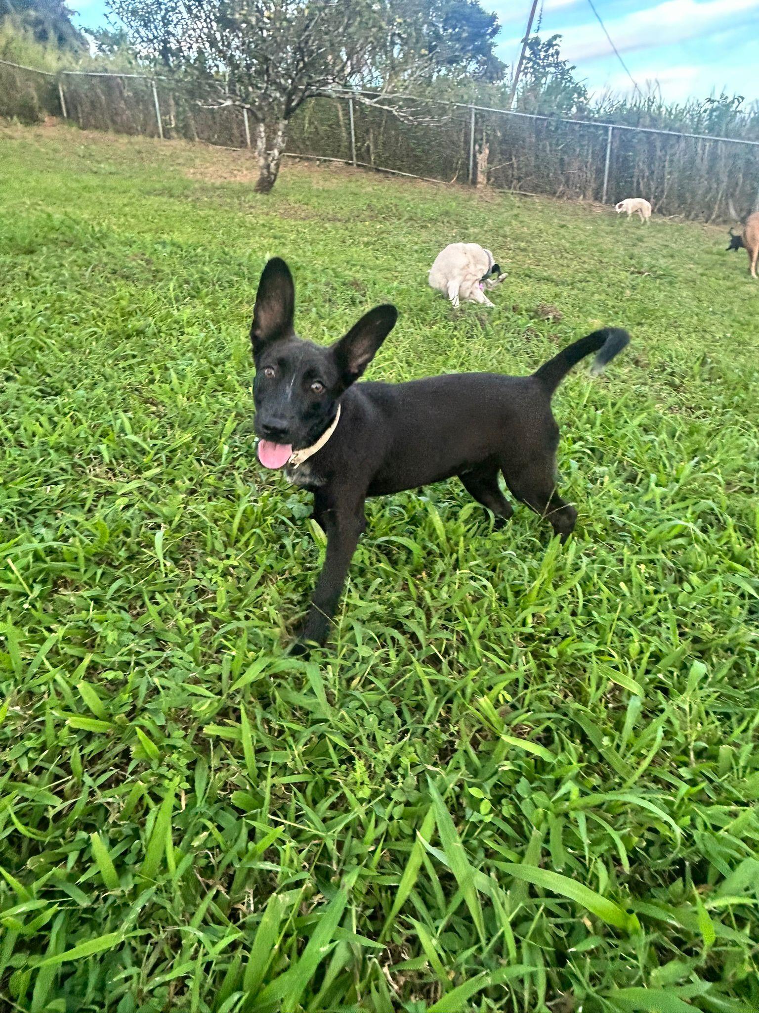 Hannah, a Adoptable mixed breed in Albion, NY image 3/4
