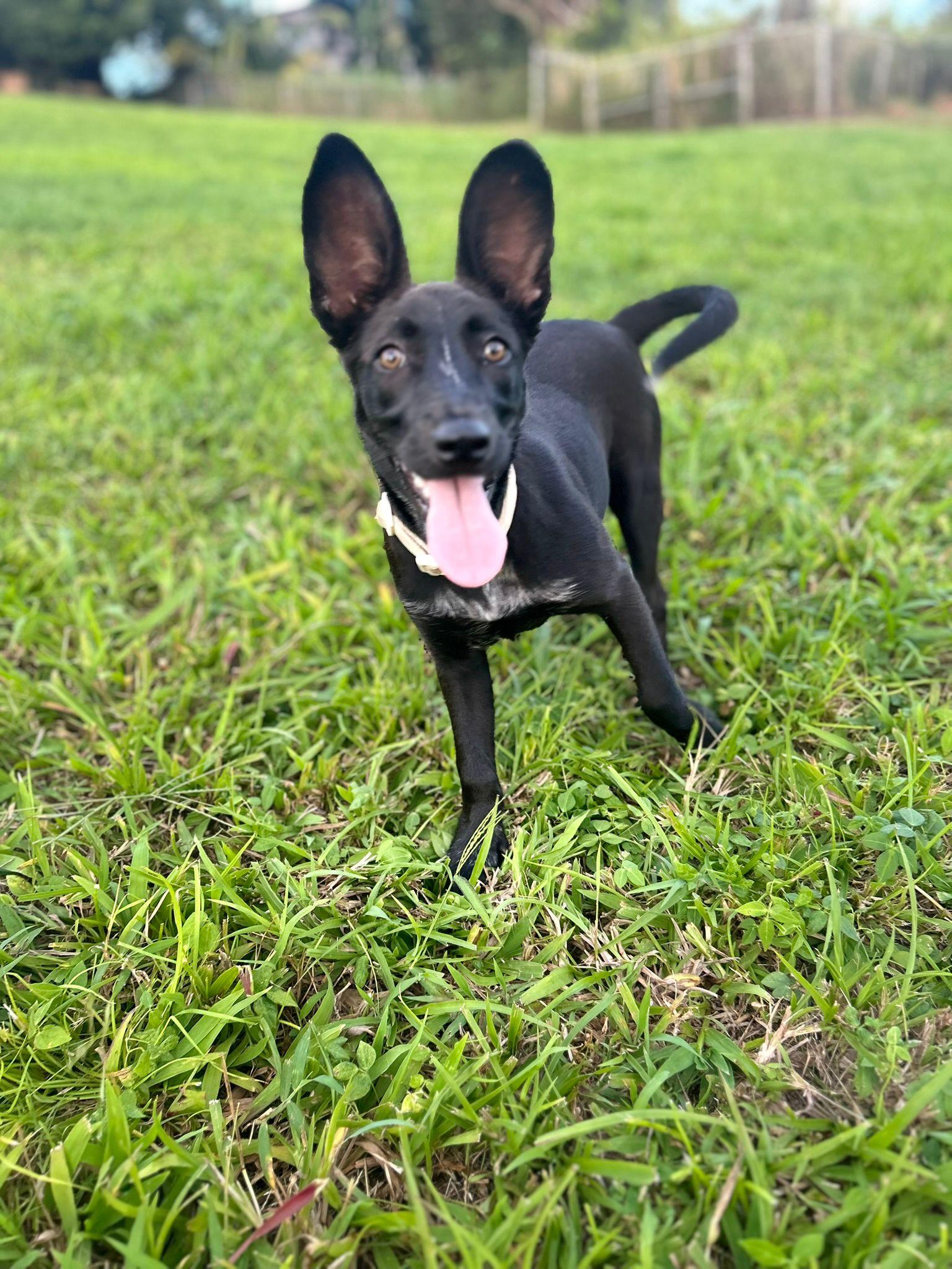 Hannah, a Adoptable mixed breed in Albion, NY image 4/4
