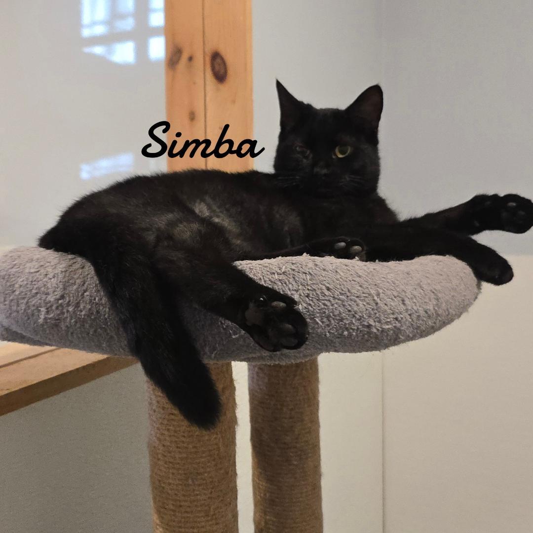 Enlarge Simba, a Adopted Domestic Short Hair in Naugatuck, CT image 1/1
