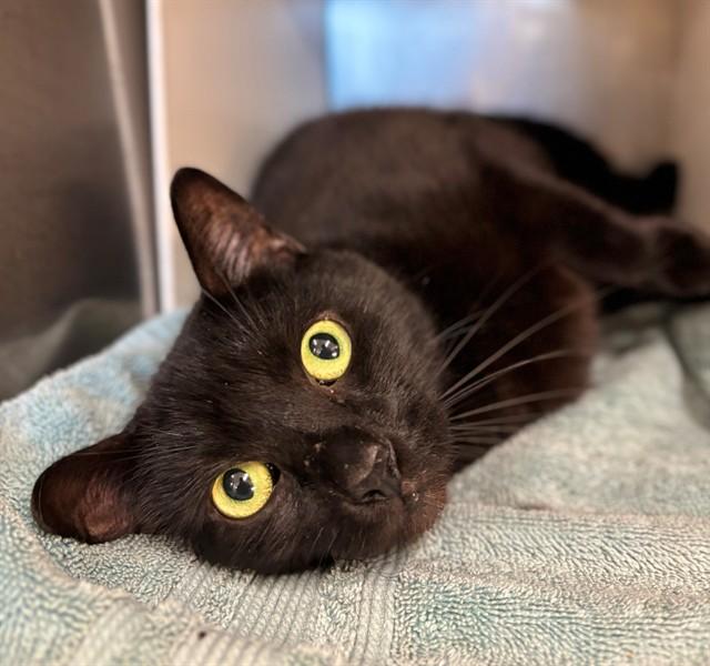 SMOKEY, Adoptable, Adult Male Domestic Short Hair.