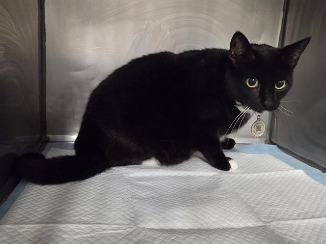 Enlarge CHASE, a Adoptable Domestic Short Hair in Panama City, FL image 1/1