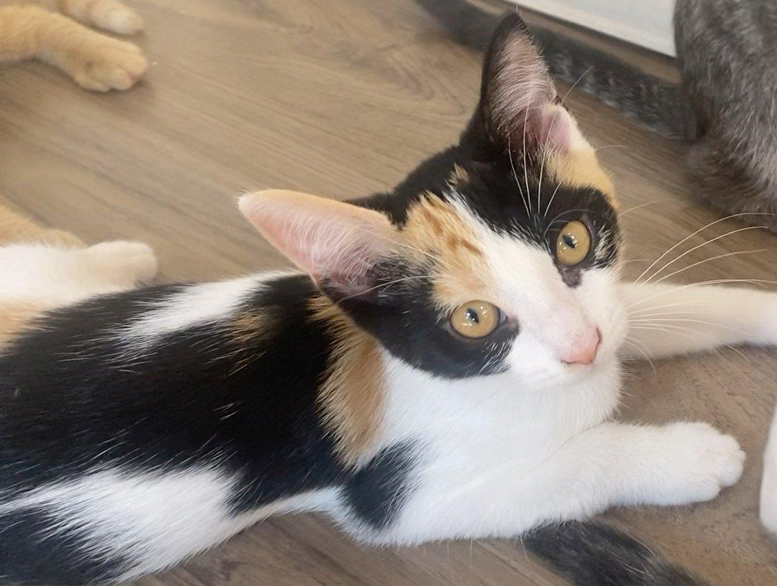 Marigold and Hobbes, an adoptable Domestic Short Hair in White Bear Lake, MN image 3/4