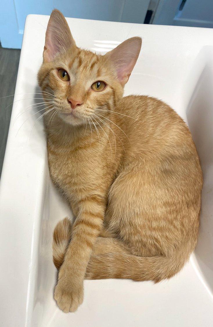Marigold and Hobbes, adoptable, Kitten Female Domestic Short Hair.