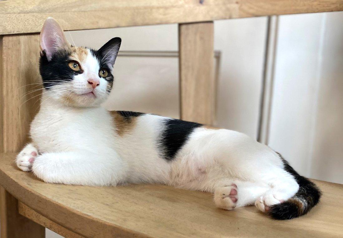 Marigold and Hobbes, adoptable, Kitten Female Domestic Short Hair.