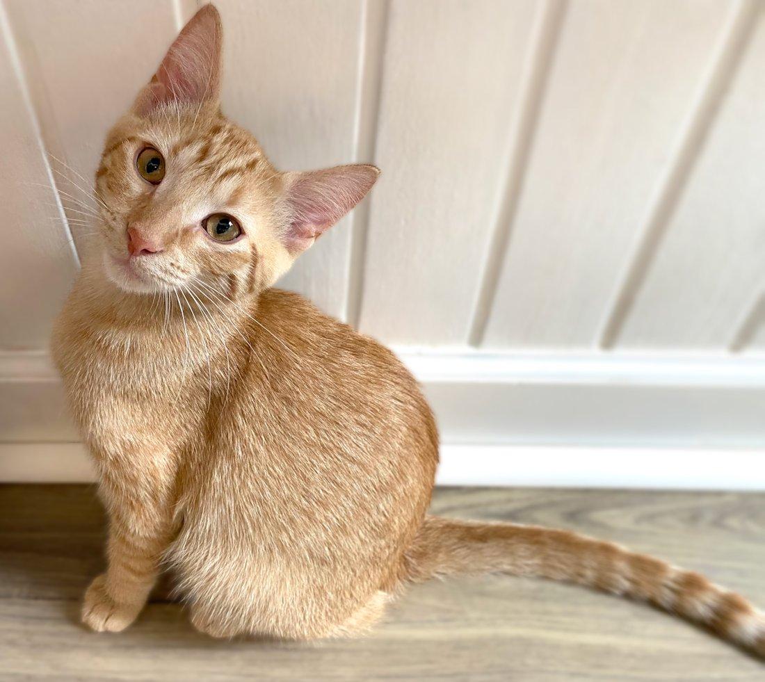 Marigold and Hobbes, an adoptable Domestic Short Hair in White Bear Lake, MN image 2/4