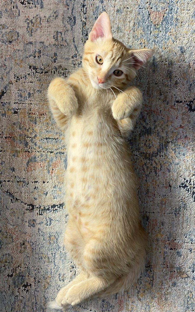 Marigold and Hobbes, an adoptable Domestic Short Hair in White Bear Lake, MN image 4/4