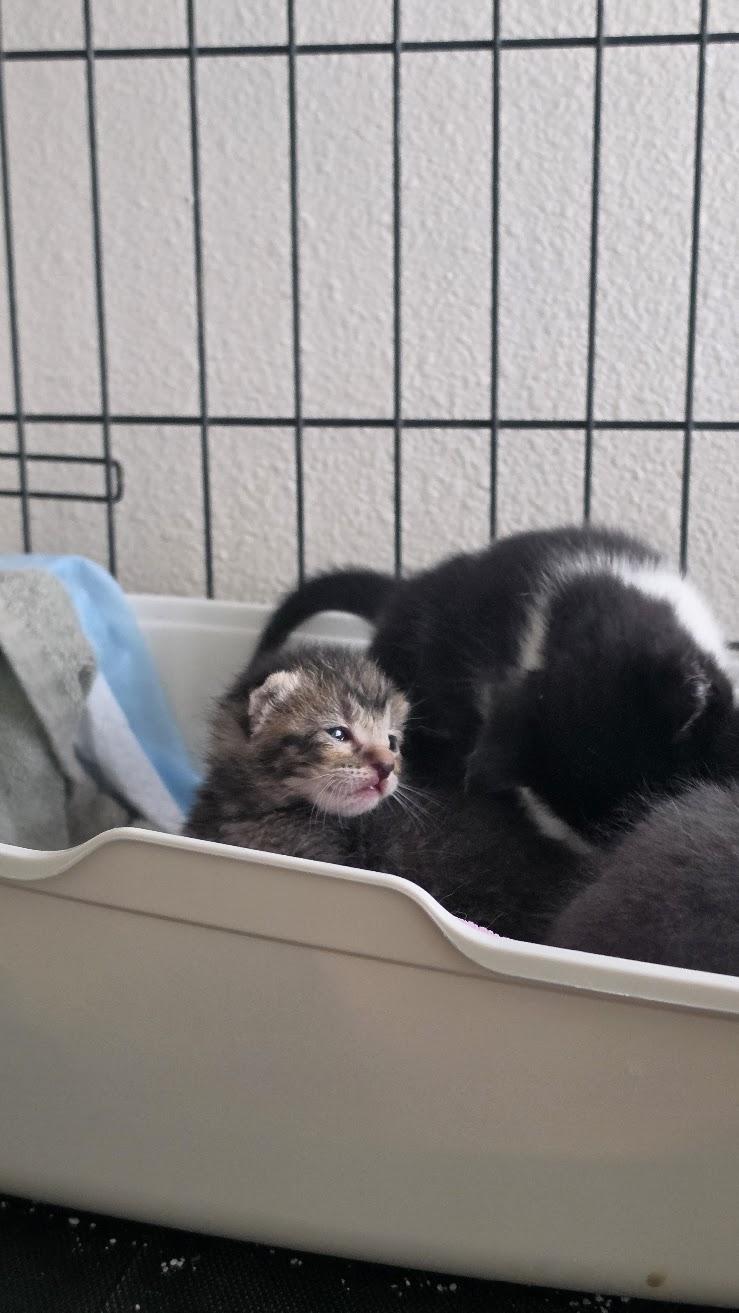 Pozole, Adoptable, Kitten Male Domestic Short Hair.