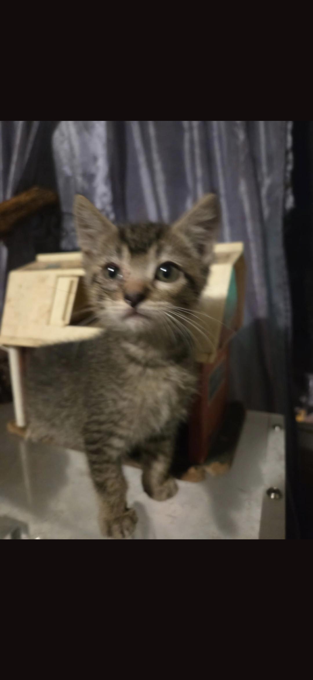 Enlarge Pozole, a Adoptable Domestic Short Hair in Heyburn, ID image 2/3