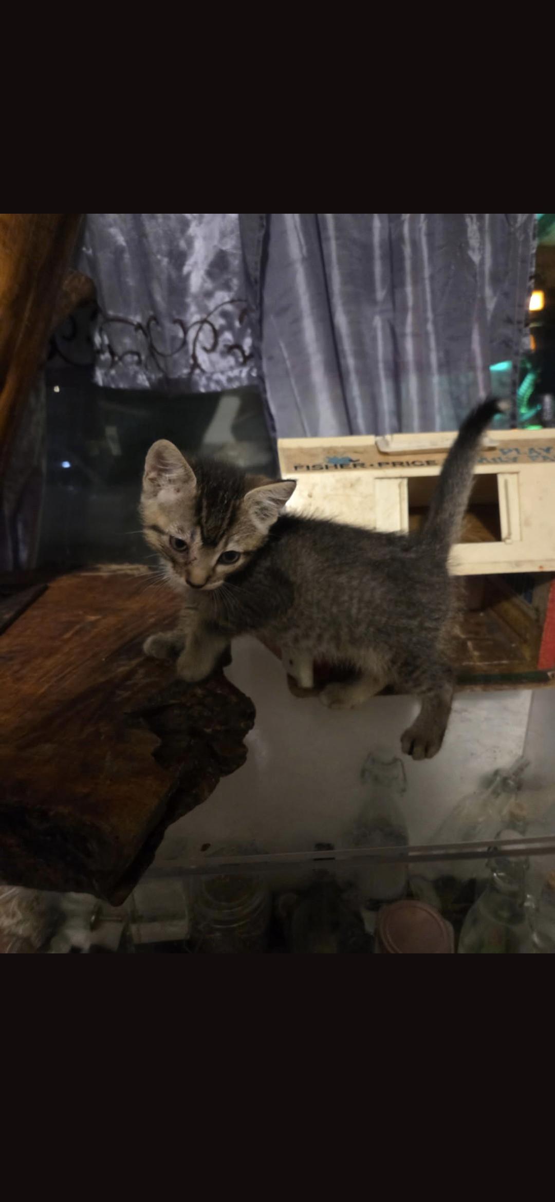 Enlarge Pozole, a Adoptable Domestic Short Hair in Heyburn, ID image 3/3