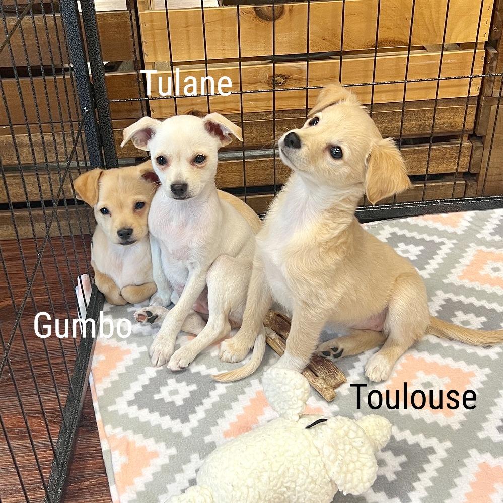Enlarge Gumbo, a Adoptable mixed breed in Flower Mound, TX image 2/4