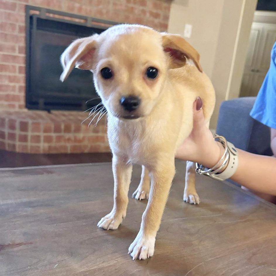 Gumbo, Adoptable, Puppy Male Chihuahua & Mixed Breed.