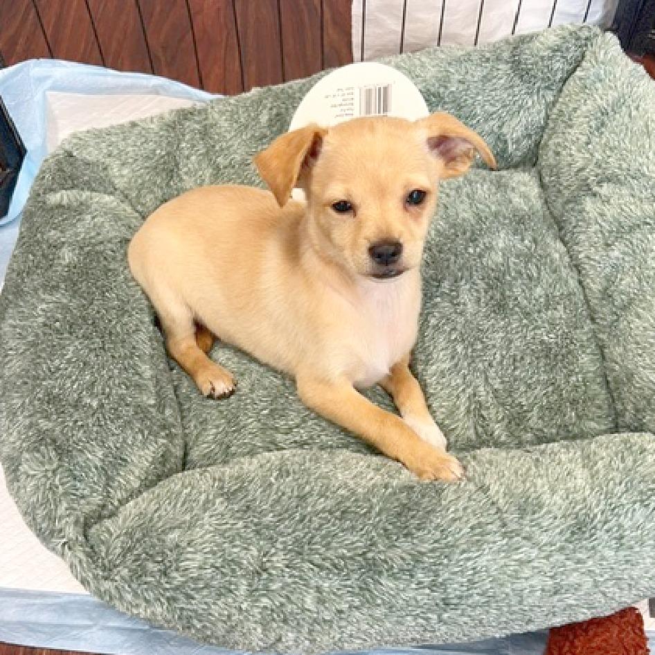 Enlarge Gumbo, a Adoptable mixed breed in Flower Mound, TX image 3/4