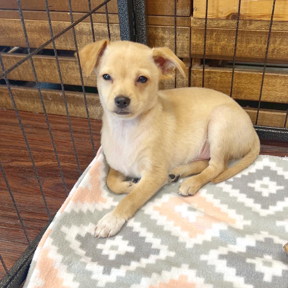 Enlarge Gumbo, a Adoptable mixed breed in Flower Mound, TX image 4/4