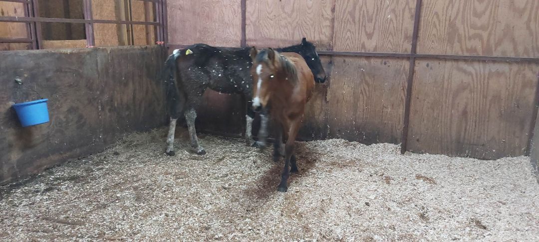 Rudolph, Adopted, Baby Male Paint / Pinto & Quarterhorse.