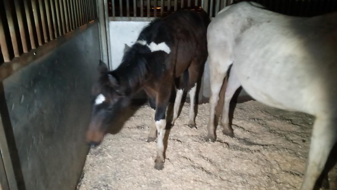 Enlarge Rudolph, a Adopted mixed breed in Leitchfield , KY image 2/3